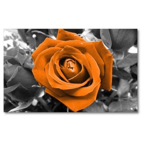 Αφίσα (φύση, λουλούδια, πορτοκάλι, μαύρο, λευκό, άσπρο)